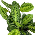 Live Plant, Lemon Lime Maranta Prayer Plant, Pet Friendly, Air Purifying Plant, Easy Care, Easy to Grow Live Indoor Plant, Houseplant, Rare Indoor Plant, Home Décor Pot (Jute Brown Assorted)