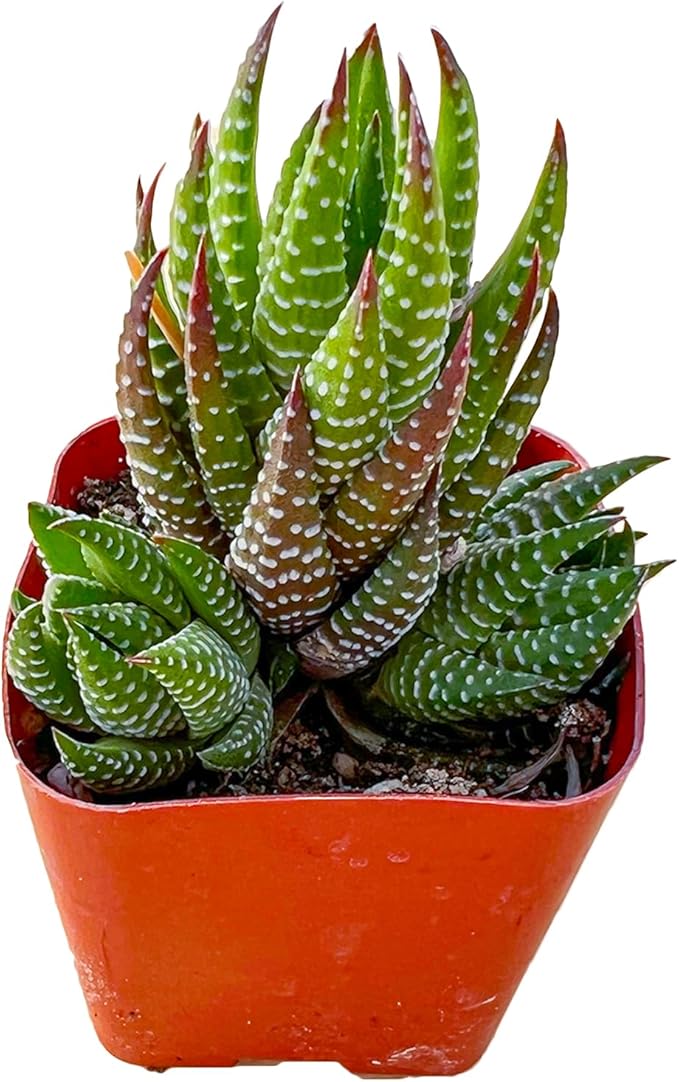 Sprout N Green Haworthia coarctata, Rare Live Succulent Plant Fully Rooted in 2inch Starter Pot, Home Office Indoor Outdoor Wedding Decoration DIY Projects Party Favor, Pets Friendly