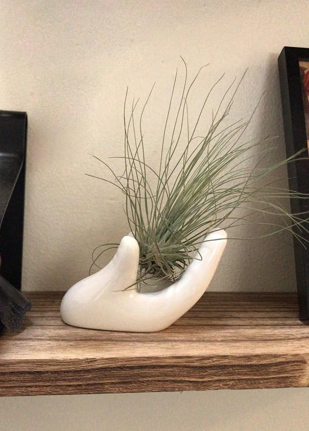 Dahey Mini Air Plant Holder Cute Ceramic Hand Shape Stand Airplants Tillandsia Small Container Pot Plant Decorative Home Decor for Desk Table Shelf, White, 1 Pack (No Plant Included)