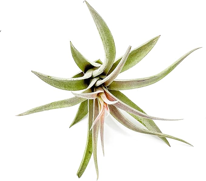 ragnaroc Air Plants - Flowering Tillandsia Harrisii, Large 3-5" - 1ct - Live Arrival Guaranteed - House Plants for Home Decor & Gift