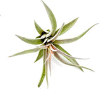 ragnaroc Air Plants - Flowering Tillandsia Harrisii, Large 3-5" - 1ct - Live Arrival Guaranteed - House Plants for Home Decor & Gift