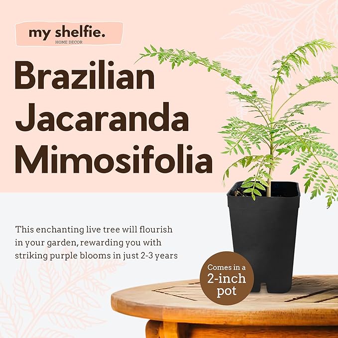 My Shelfie - Mini Jacaranda Tree, 3-4 Inch Tall Bonsai Tree in 2-Inch Pot, Live Plants Outdoor Hardiness Zones 9-11, Bonsai Live with Purple Flowers (3)