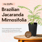 My Shelfie - Mini Jacaranda Tree, 3-4 Inch Tall Bonsai Tree in 2-Inch Pot, Live Plants Outdoor Hardiness Zones 9-11, Bonsai Live with Purple Flowers (2)