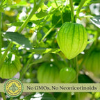 Clovers Garden Tomatillo Plants – Two (2) Live Plants – Non-GMO - Not Seeds - Each 4" to 8" Tall – in 4" Inch Pots – Must Have for Salsa Verde