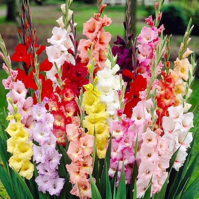 Grower Special Mix Gladiolus Flower Bulbs - 100 Bulbs Assorted Colors - Make Great Cut Flowers - Perennializing - Fragrant - Vibrant Color Mix - Live Plant Outdoor Garden
