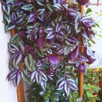 Purple Wandering Jew Plant Live for Planting Indoor, 4 Inc Pot, Tradescantia Zebrina Plant, Wandering Jew Live Plant