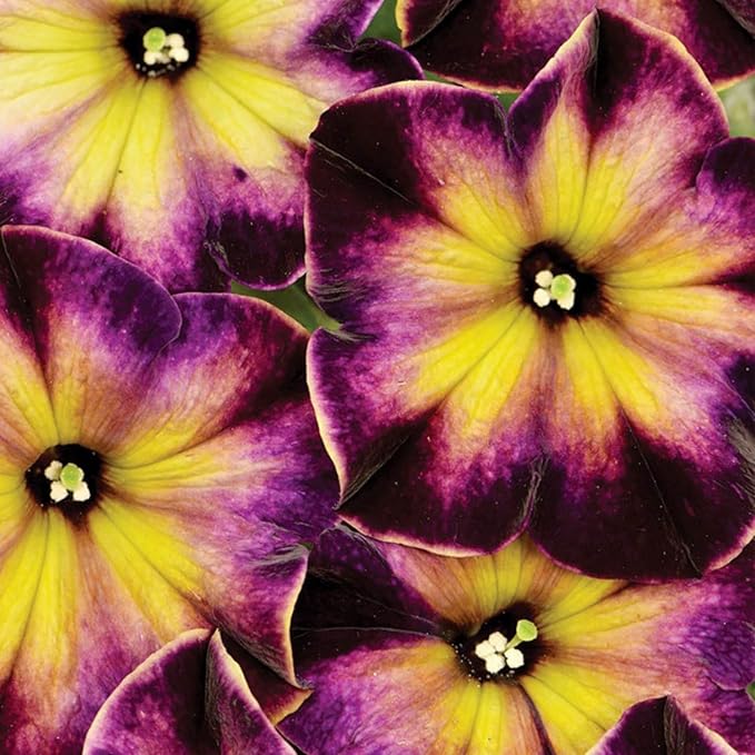 Rare Petunia Seeds for Planting - 300+ Beautiful Perennial Petunia Seeds Heirloom Flowers- High Germination Rate Open Pollinated