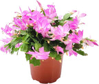 Thanksgiving Cactus, Pink Seasonal Blooms, Live Indoor Plant, Flowering Houseplant, Christmas Cactus, 6-Inch Pot, Holiday Decor, Pet Safe, Free Heat Pack