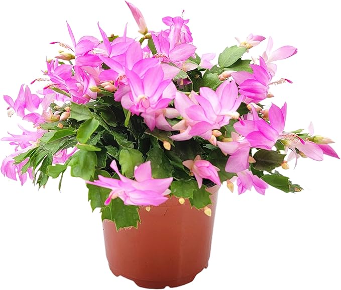 Thanksgiving Cactus, Pink Seasonal Blooms, Live Indoor Plant, Flowering Houseplant, Christmas Cactus, 6-Inch Pot, Holiday Decor, Pet Safe, Free Heat Pack