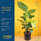 Costa Farms White Bird of Paradise Live Plant in Plastic Pot, Large Indoor Houseplant, Perfect for Home, Room, or Office Decor, Great House Warming or Birthday Gift, 2-3 Feet Tall