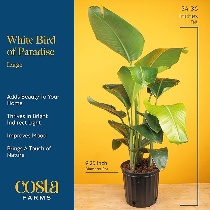 Costa Farms White Bird of Paradise Plant (2-Pack), Live Indoor Plants Houseplants in Indoors Planter Pots, Soil, Housewarming Gift, Living Room, Office, and Home Decor, 2-3 Feet Tall