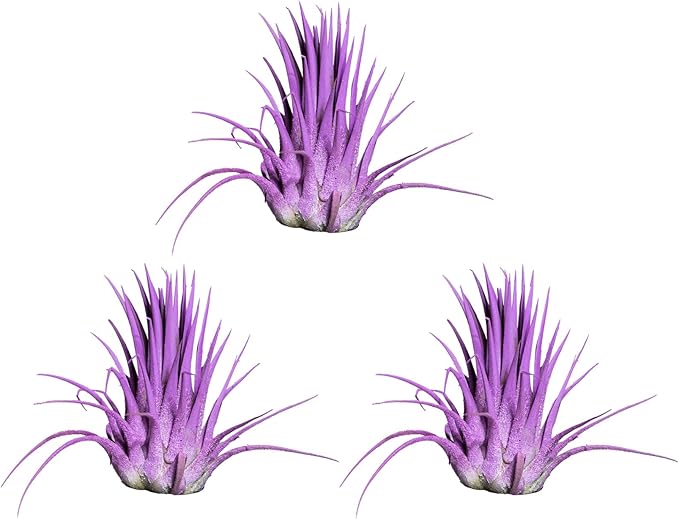 Air Plants - Tillandsia Ionantha - Organically Enhanced Color - Live Arrival Guaranteed - House Plants for Home Decor & Gift (3pk Lavender + White Barrels)