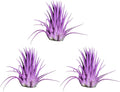 Air Plants - Tillandsia Ionantha - Organically Enhanced Color - Live Arrival Guaranteed - House Plants for Home Decor & Gift (Lavender 3pk)