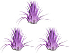 Air Plants - Tillandsia Ionantha - Organically Enhanced Color - Live Arrival Guaranteed - House Plants for Home Decor & Gift (Lavender 3pk)