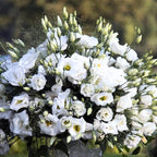 Eustoma Lisianthus Plant Live, Lisianthus Flowers Well Rooted Plug 2-3 Inch Height, Lisianthus Thornless Roses Seedling (White Lisianthus)