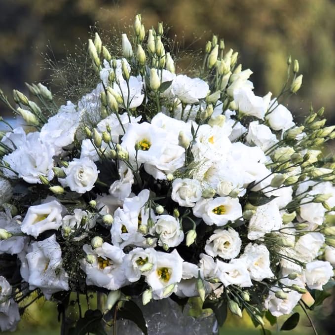 Eustoma Lisianthus Plant Live, Lisianthus Flowers Well Rooted Plug 2-3 Inch Height, Lisianthus Thornless Roses Seedling (White Lisianthus)