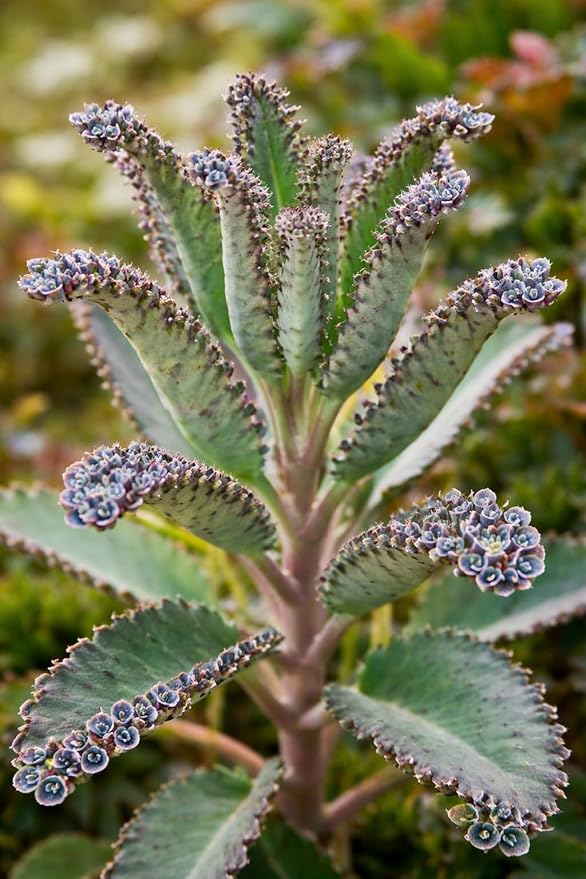 Mother of Millions Starter Plant – Live Succulent in 2 Inch Starter Pot – Rare Colorful Kalanchoe, Easy-Care Houseplant