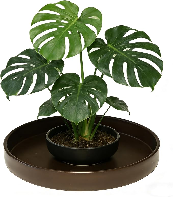 Plant Saucer 6 inch Drip Tray for Ceramic Plastic Pots, 2 Pack Plant Saucers for Indoors, Plastic Planter Flower Pot Saucers for Potted Plants, Planter Water Trays for pots Base (6", Chocolate)