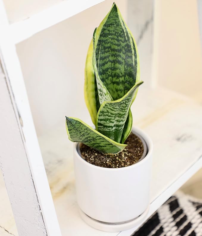 Altman Plants, Live Snake Plant, Sansevieria trifasciata Superba & Costa Farms Aloe Vera, Live Succulent Plant, Easy Care Indoor Houseplant in Modern Décor Planter