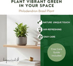 Philodendron Live Plant, Air Purifying, Easy Care, Easy to Grow, Rare Variety, Live Indoor Plant, 4 inch Pot (Philodendron Birkin S)