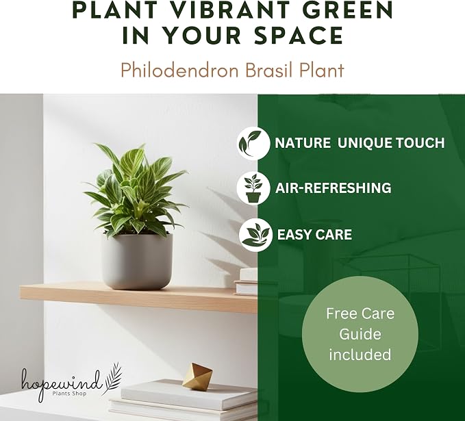 Philodendron Live Plant, Air Purifying, Easy Care, Easy to Grow, Rare Variety, Live Indoor Plant, 4 inch Pot (Philodendron Birkin S)