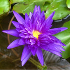 Mainam Mixed Colorful Tropical Water Lily Tuber Live Aquarium Plant for Freshwater Fish Pond Balcony Buy 2 GET Fertilizer Free (Blue Nymphaea King of Siam)