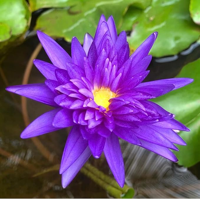 Mainam Mixed Colorful Tropical Water Lily Tuber Live Aquarium Plant for Freshwater Fish Pond Balcony Buy 2 GET Fertilizer Free (Blue Nymphaea King of Siam)