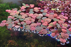 Live Red Root Floater Aquarium Plant (80+ Leaves) Floating Freshwater Plant for Shrimp Tank Betta Tank Low Light Aquariums