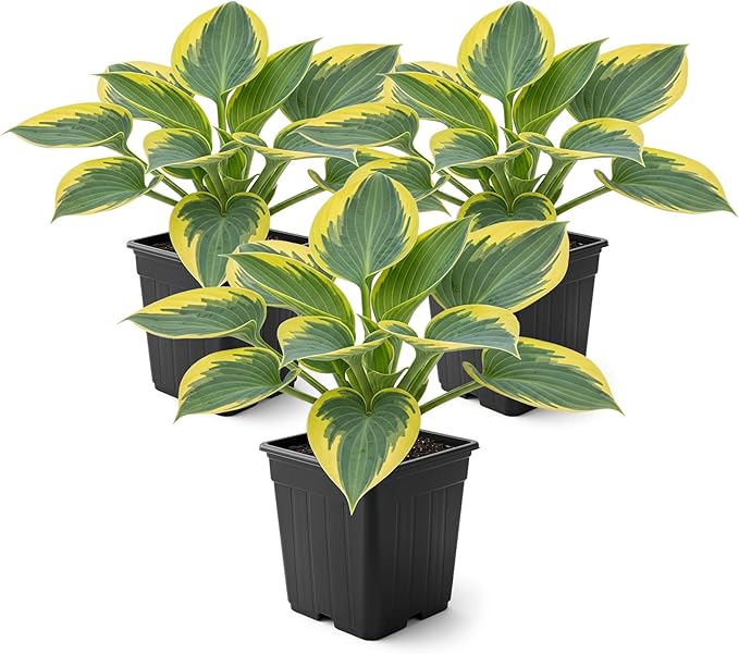 Live Perennial Hosta - First Frost (3 Plants Per Pack) Beautiful Accent Plant, 10" Tall by 4" Wide in 1 Qt Pot
