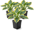 Live Perennial Hosta - First Frost (3 Plants Per Pack) Beautiful Accent Plant, 10" Tall by 4" Wide in 1 Qt Pot