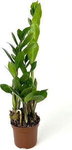 ZZ Plant Low Maintenance Houseplant Large 8"-12" Tall, 4" Pot
