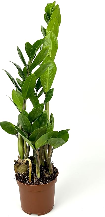 ZZ Plant Low Maintenance Houseplant Large 8"-12" Tall, 4" Pot