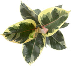Ficus Tineke, Rubber Tree Plant, Live Ficus Tree House Plant Decor in 6" White Pot, Easy Plant Gift, Variegated Rubber Plant, Live Plant Gift, Office Plants & Decorative Plants by Plants for Pets