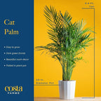 Costa Farms Cat Palm Live Plant in Plastic Pot, Large Indoor Houseplant, Perfect for Home, Room, or Office Decor, Great House Warming or Birthday Gift, 3-4 Feet Tall