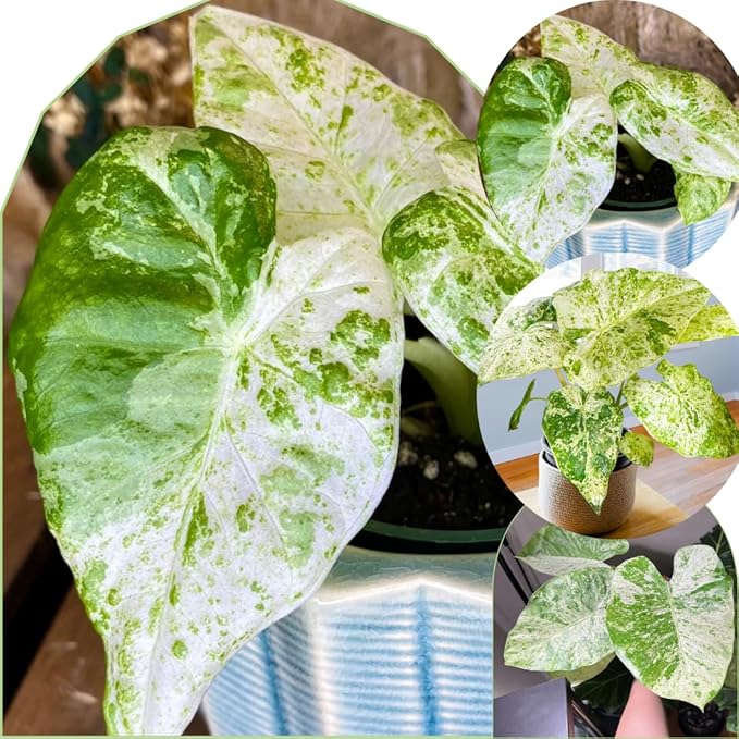 2 Variegated Alocasia Plants Live Houseplant for Indoor Outdoor Growing, 4 to 8 Inches Tall, Rare and Hardy