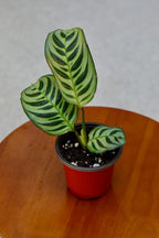 PLANTVERS Live Calathea Burle Marx in a 2" Nursery Pot - Indoor Houseplants - Low Light Office Plant - Air Purifier Plant