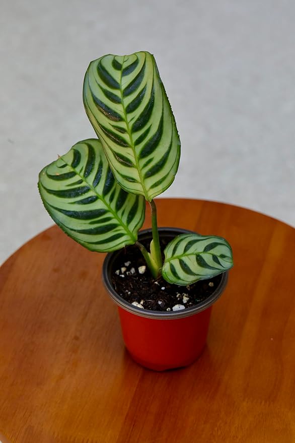 PLANTVERS Live Calathea Burle Marx in a 2" Nursery Pot - Indoor Houseplants - Low Light Office Plant - Air Purifier Plant