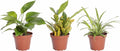 Shop Succulents | Standing Collection | Hand Selected, Air Purifying Mixed Bundle of Live Indoor/Outdoor House Plants