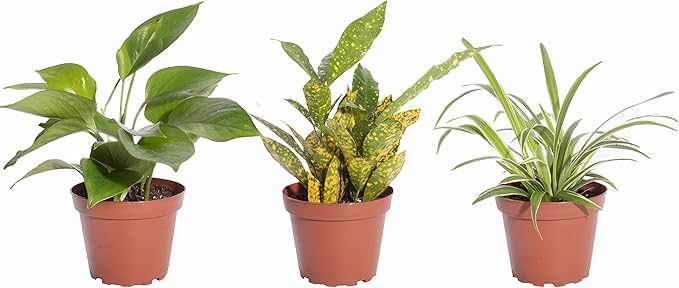 Shop Succulents | Standing Collection | Hand Selected, Air Purifying Mixed Bundle of Live Indoor/Outdoor House Plants