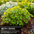 Iron Cross Shamrock Bulbs for Planting - Fast Growing Year Round Color Indoors or Outdoors - Oxalis Shamrock Bulbs for Good Luck (5 Bulbs)