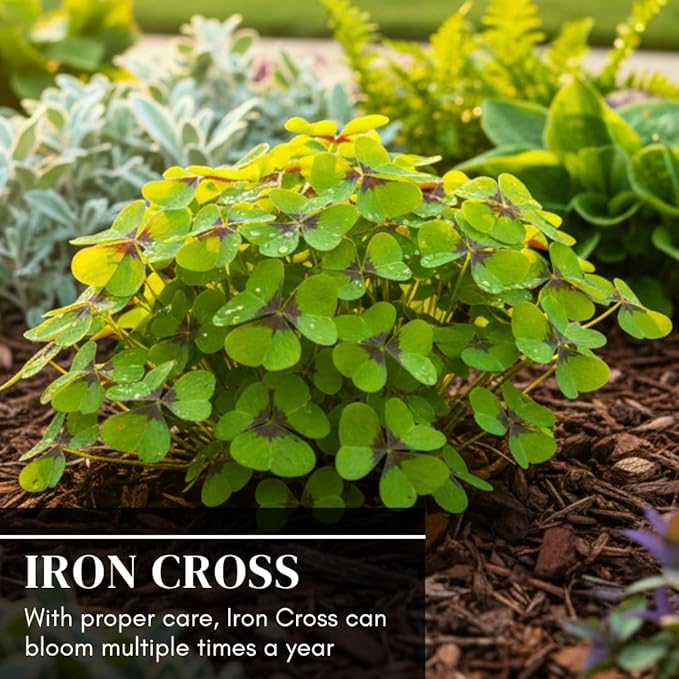 Iron Cross Shamrock Bulbs for Planting - Fast Growing Year Round Color Indoors or Outdoors - Oxalis Shamrock Bulbs for Good Luck (20 Bulbs)