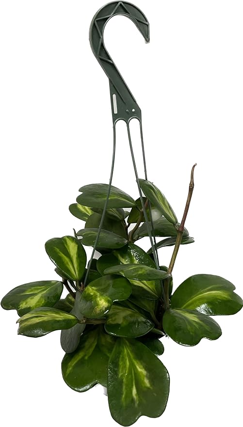 Inner Variegated Hoya Kerrii - Hoya Plants Live Houseplant - Live Hoya Plant - Rverse Variegated Hoya Kerrii - Plant Gift - Air Purifying Plant (Mulriple Plants with Many Leaves, 6" Hanging Pot)