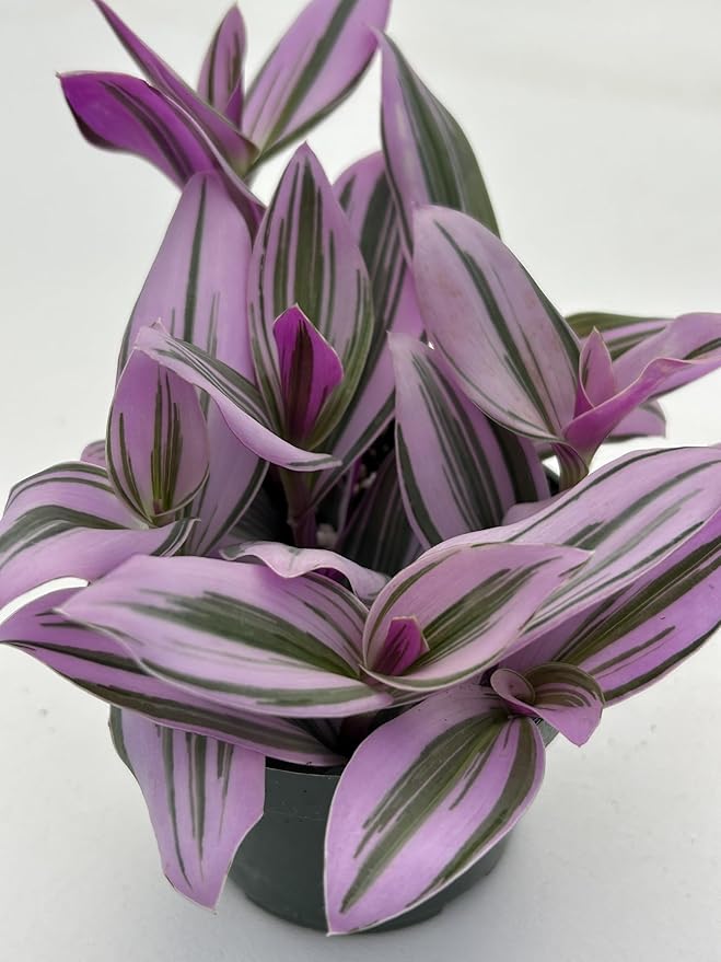 Live Tradescantia Nanouk Succulent Plant, Purple and Green Variegated Foliage, Fully Rooted in 4 Inch Pot with Soil, Indoor Home and Office Decor