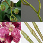 FagusHome 32 Inch Artificial Phalaenopsis Flowers 6 Pcs Artificial Orchid Flowers Stem Plants for Home Décor (Purple Dapple)