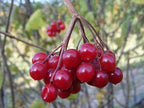 4-8" Tall Highbush Cranberry Plant, Viburnum opulus, Kalina, 1 Year Old