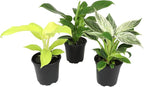 Live Philodendron Houseplants (3PK) Indoor Houseplant Philodendrons Mix Pack, Real Indoor Plants for Beginners, Rotating Assortment, Easy Plant Care