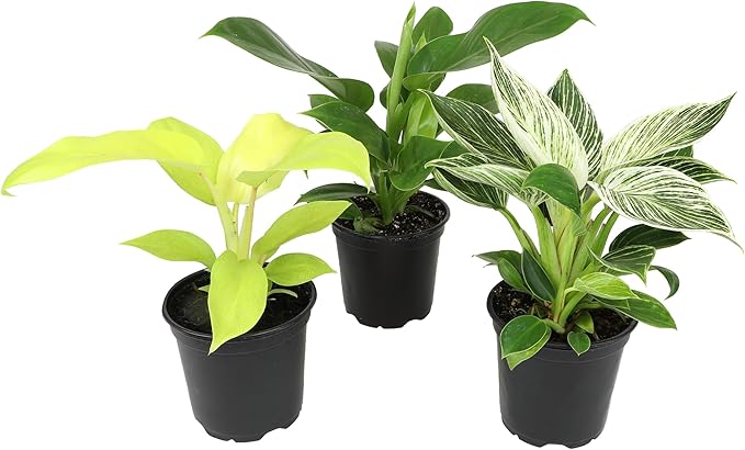 Live Philodendron Houseplants (3PK) Indoor Houseplant Philodendrons Mix Pack, Real Indoor Plants for Beginners, Rotating Assortment, Easy Plant Care