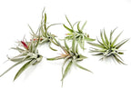 ragnaroc Air Plants - Flowering Tillandsia Harrisii, Large 3-5" - 5ct - Live Arrival Guaranteed - House Plants for Home Decor & Gift