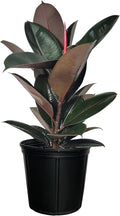 Nature's Way Farms Ficus Burgundy Rubber, Live Plant, Easy Care Indoor Tree, Large & Glossy, Grow in Indirect Bright Light, Perfect for Plant Lovers & Beginners, in Grower Pot (25-30 in Tall)