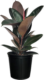 Nature's Way Farms Ficus Burgundy Rubber, Live Plant, Easy Care Indoor Tree, Large & Glossy, Grow in Indirect Bright Light, Perfect for Plant Lovers & Beginners, in Grower Pot (25-30 in Tall)